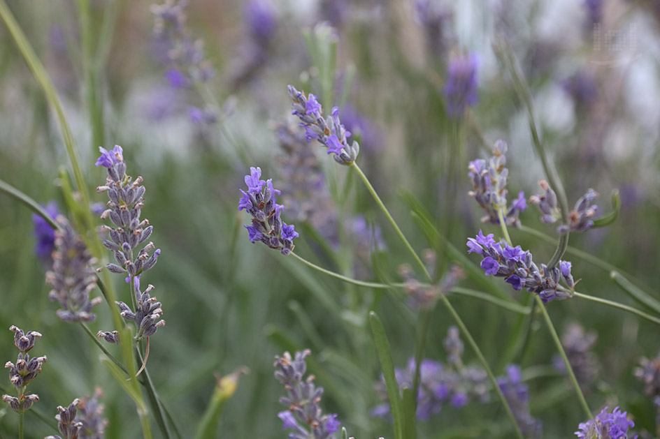 Blühender Lavendel