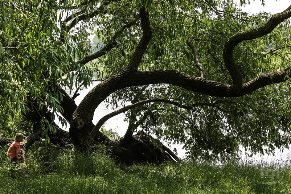 Baum am Flussufer