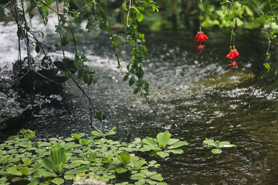 Botanischer Garten Oslo, Norwegen