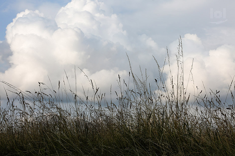 Gräser vor Wolkenhimmel