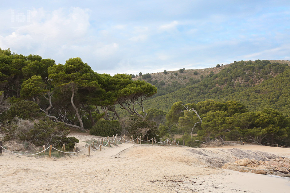 Sandstrand mit Pinien an einem Hügel