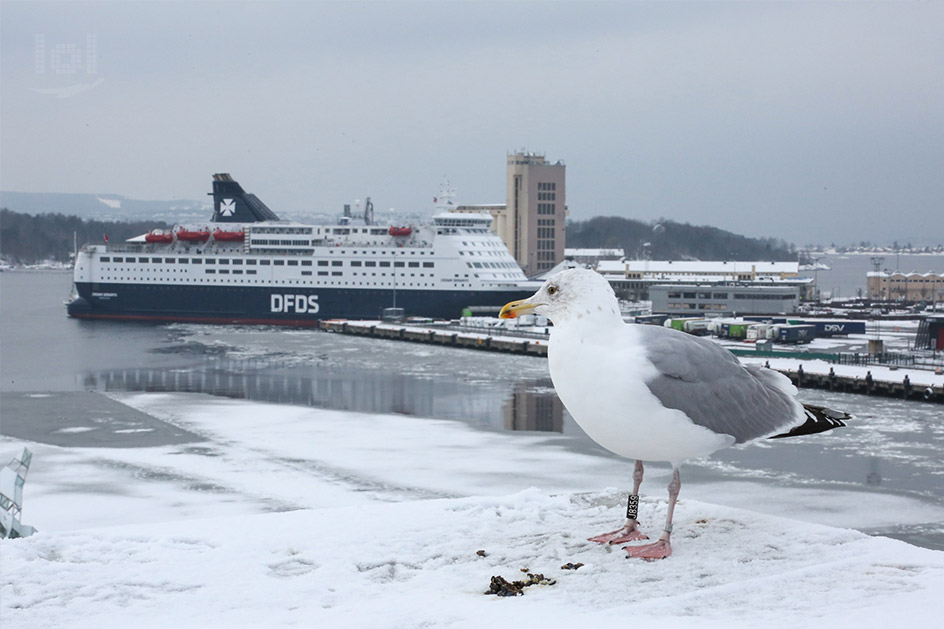 Eine Möwe auf dem Dach des Opernhauses, eine Fähre der DFDS im Hintergrund