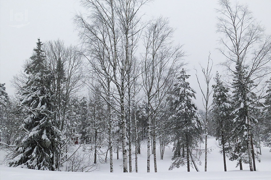 Winterwald am Holmenkollen