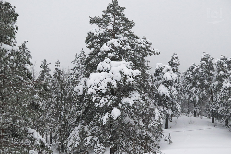 Winterwald am Holmenkollen