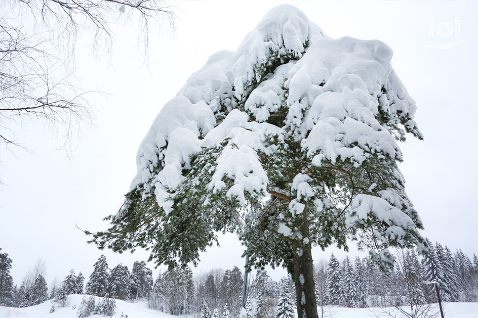 Winter am Holmenkollen in Oslo