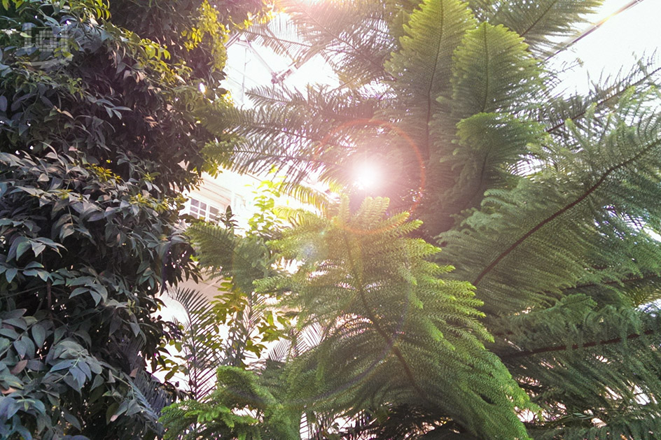 Das Palmhuset im Botanischen Garten von Oslo