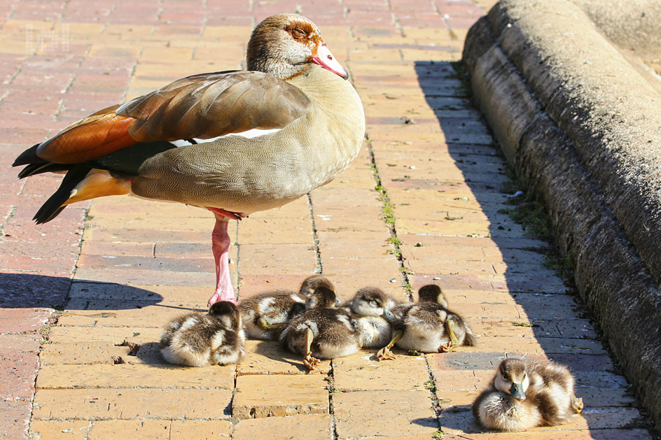 Ente mit Küken