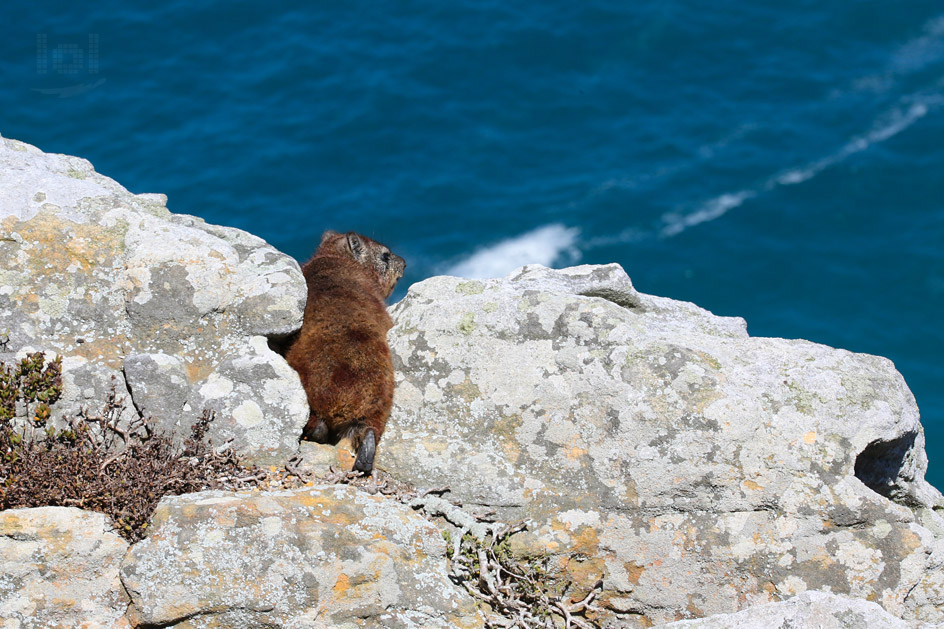 Dassie