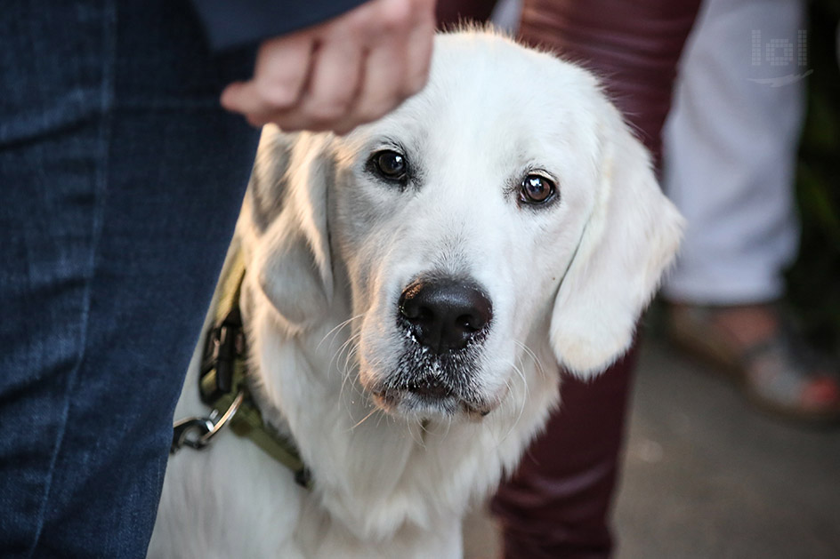 cremefarbener Golden Retriever