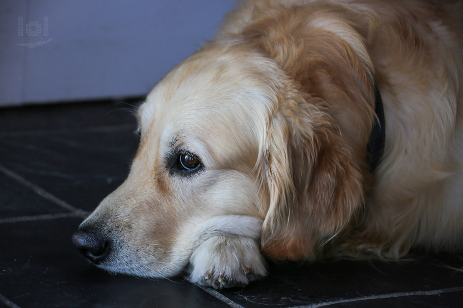 Golden Retriever, liegend