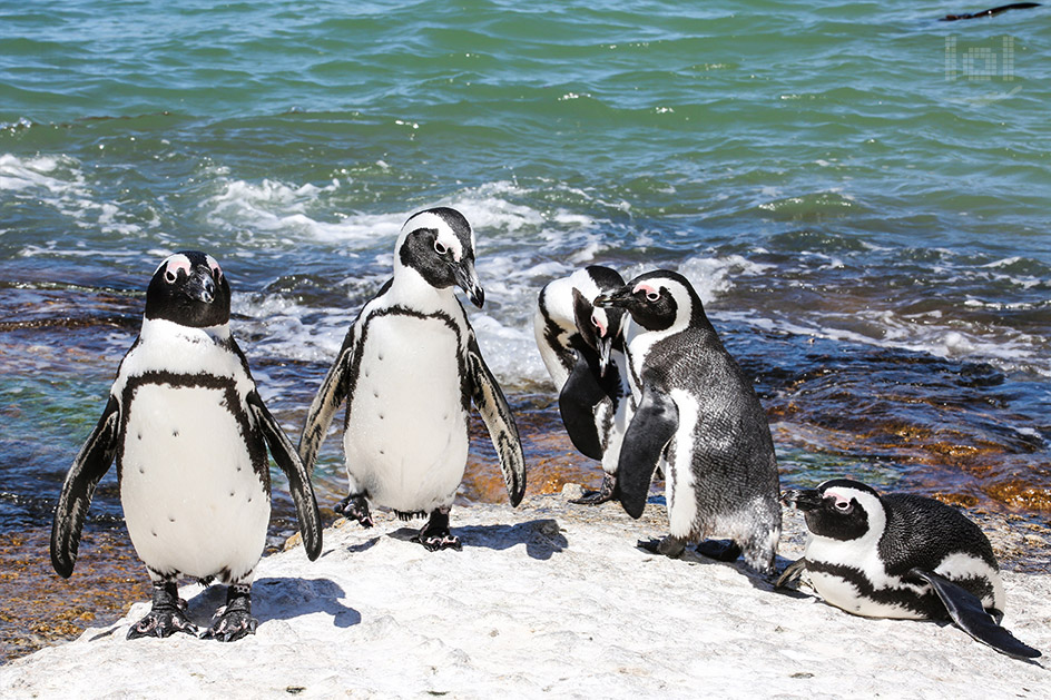 Pinguine am Kap der Guten Hoffnung