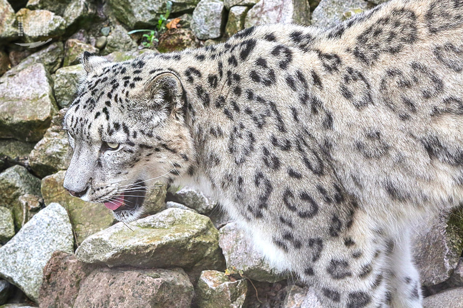 Schneeleopard, Zoologischer Stadtgarten Karlsruhe