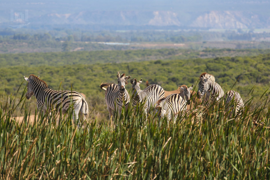 Zebras im Addo Nationalpark in Südafrika