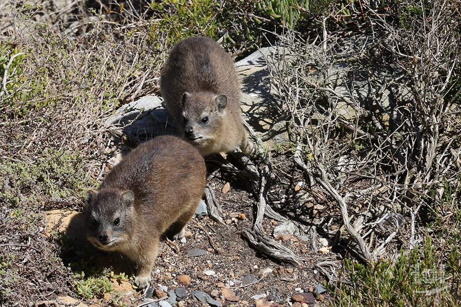 Zwei Dassies am Kap der Guten Hoffnung