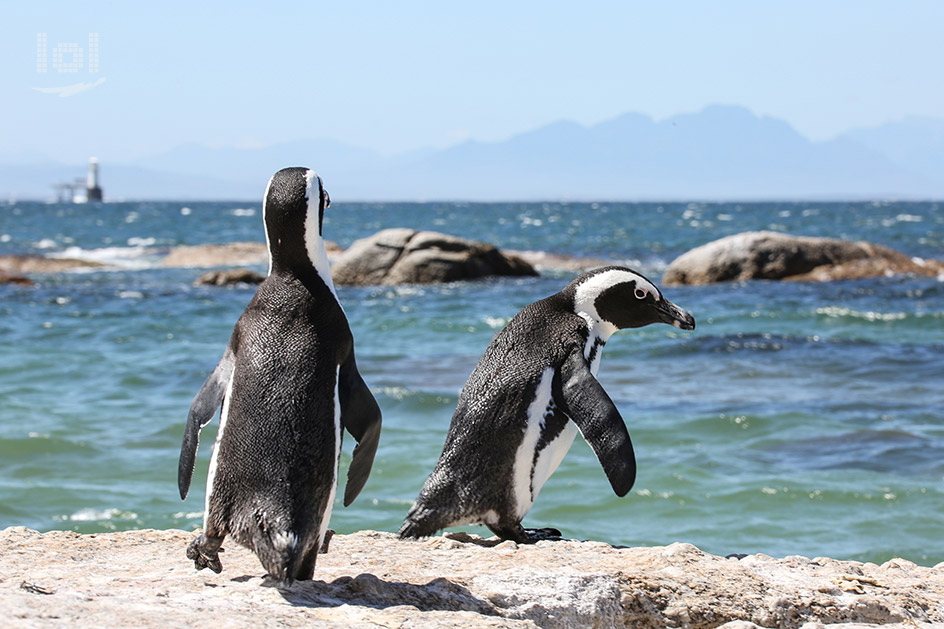 Pinguine am Kap der Guten Hoffnung