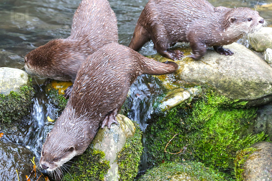 Zwergotter, Zoologischer Stadtgarten Karlsruhe