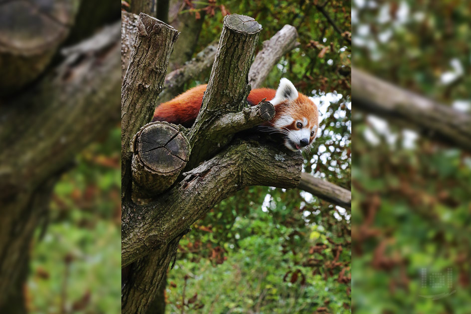 Roter Panda, Zoologischer Stadtgarten Karlsruhe