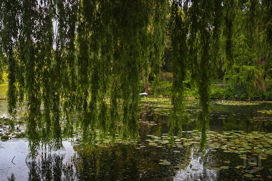 Zweige eines Baumes ueber Seerosen auf dem Maschsee in Hannover