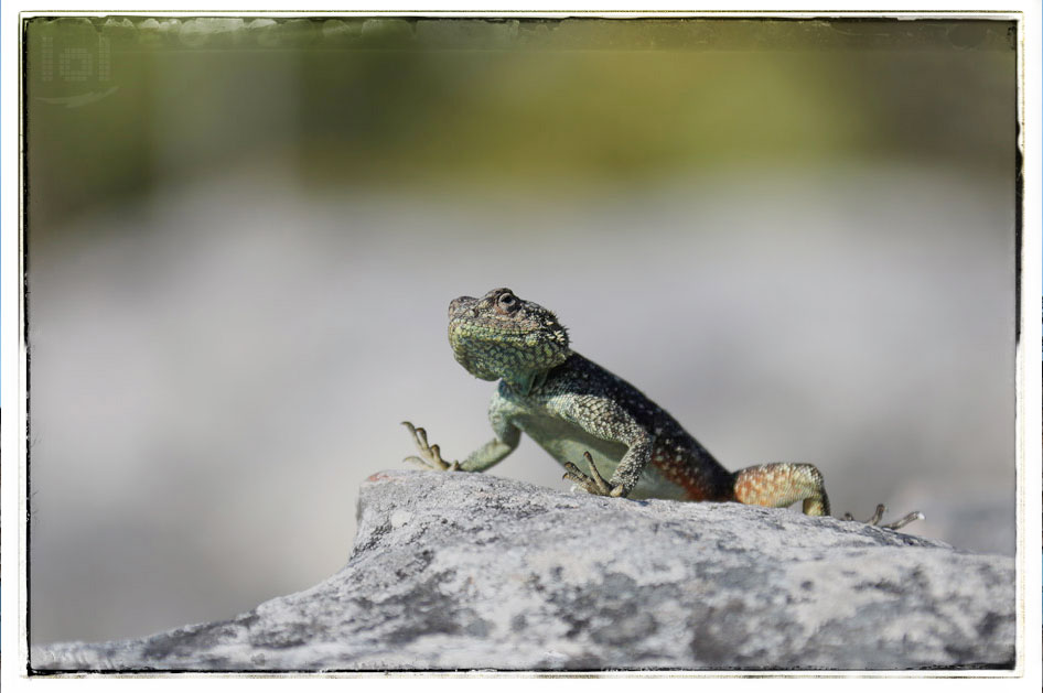 Tierfotografie: Bartagame auf dem Tafelberg