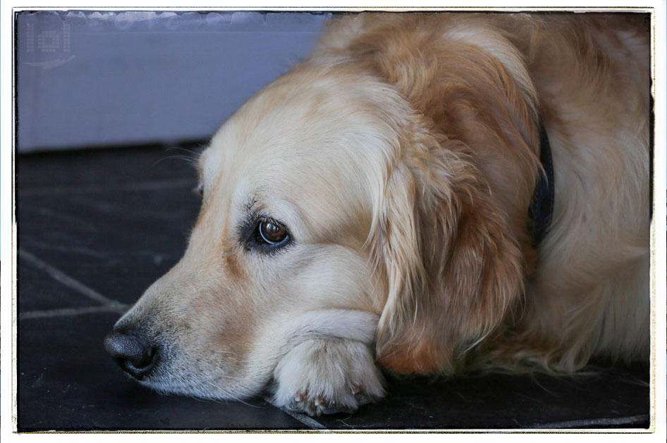 Tierfotografie: Golden Retriever