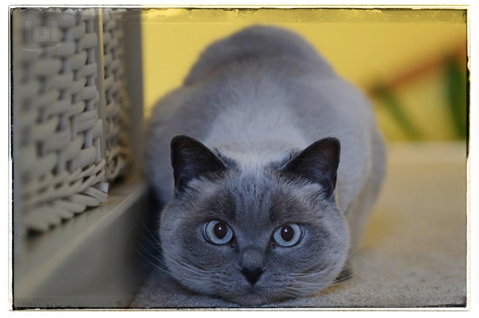 Tierfotografie: Blue Point Katze Motsi