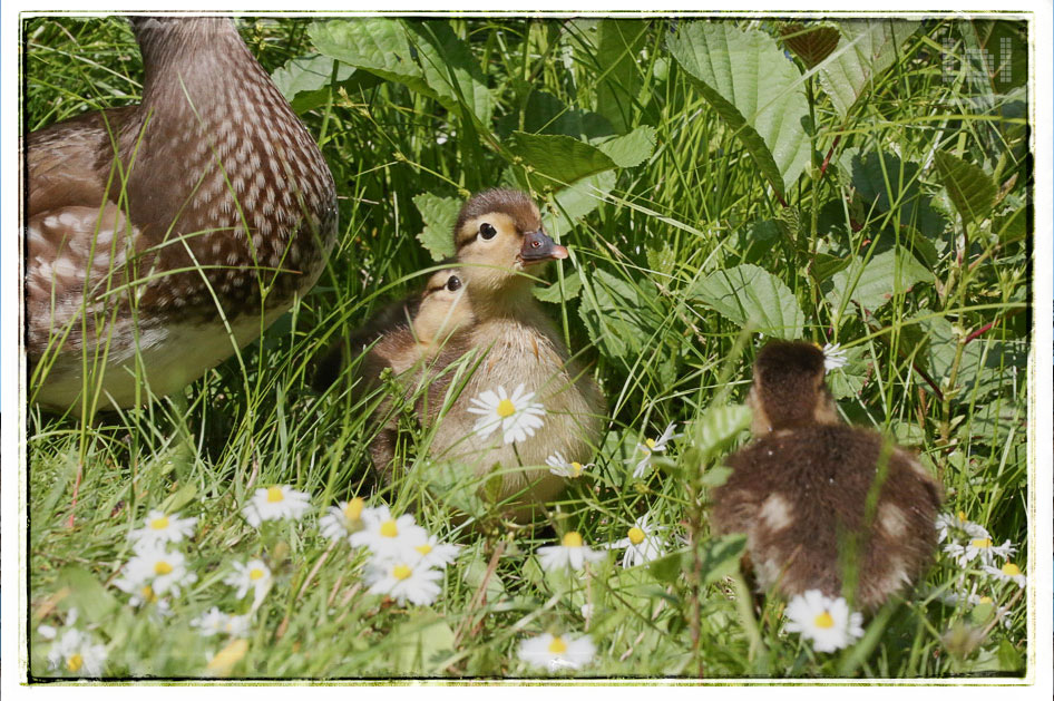 Tierfotografie: Mandarinente mit Küken