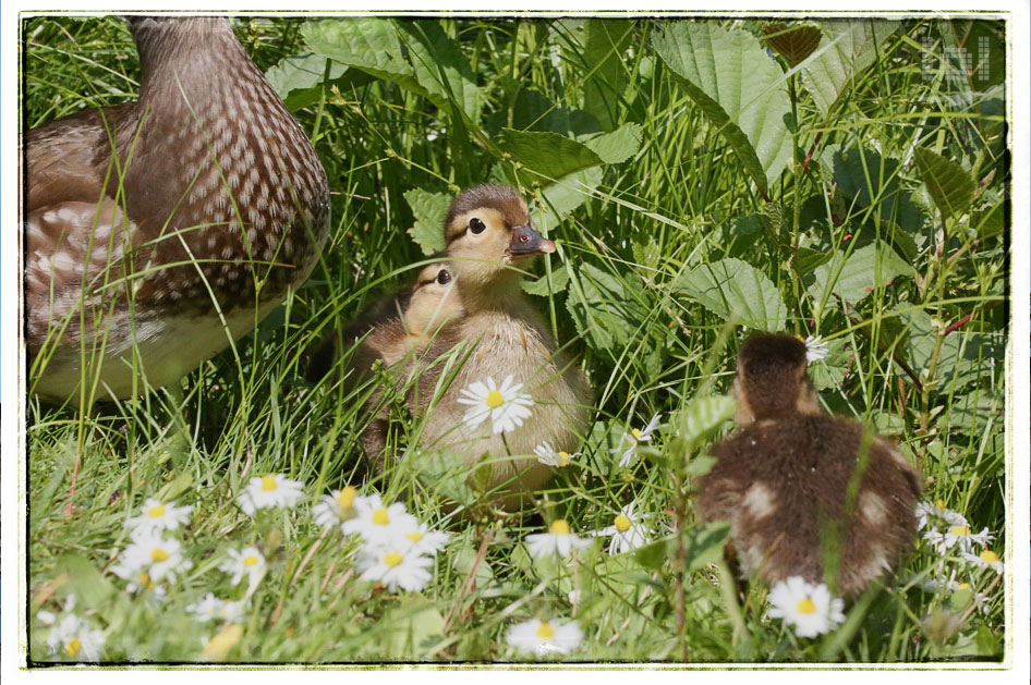 Tierfotografie: Mandarinente mit Küken